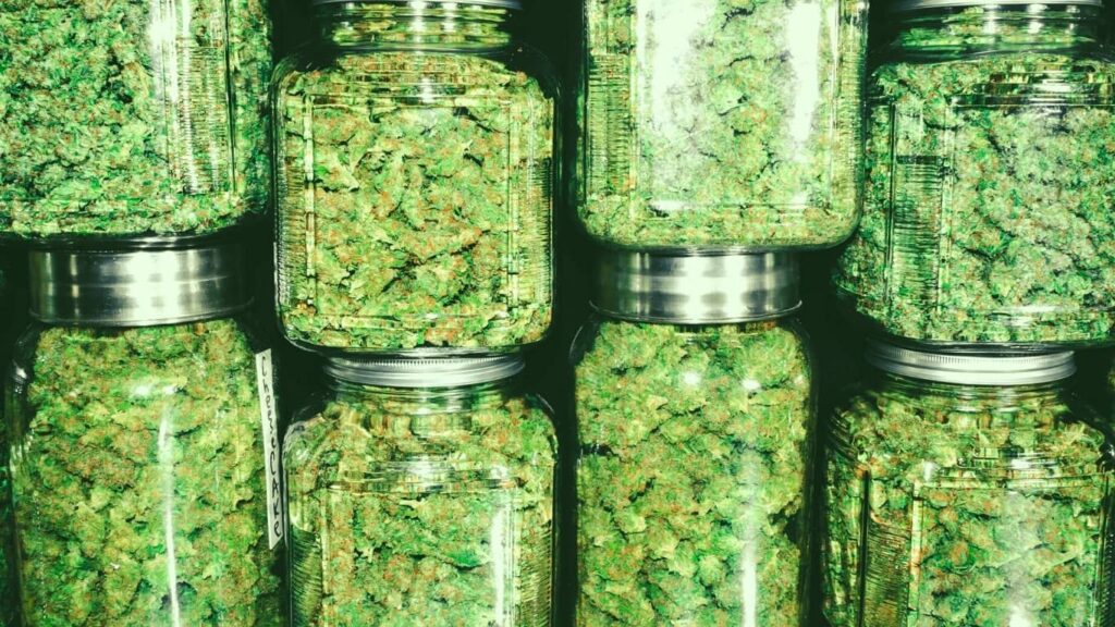 ¿Qué es la cannabis?