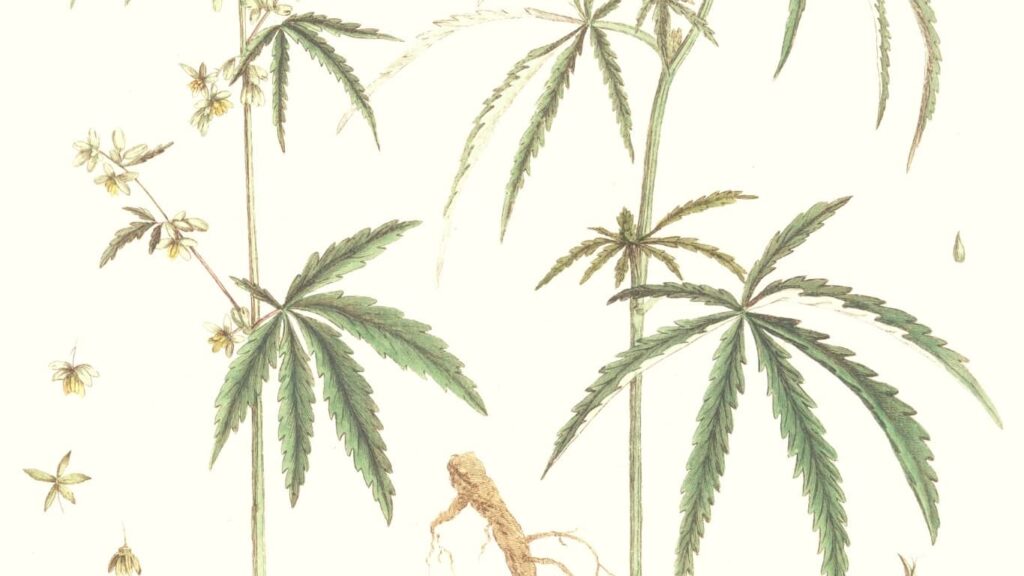 La historia de la cannabis se remonta a millones de años.