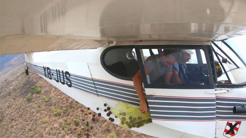 Bombardean semillas desde avionetas para recuperar bosques en México.